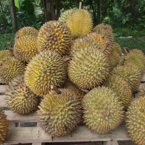 Tanpa_judul_(500_x_500_piksel).png