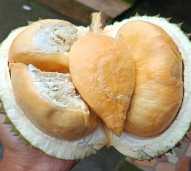 Durian Black Torn / Duri Hitam
