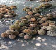 Durian Lokal Selelos