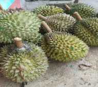 Durian Mentega